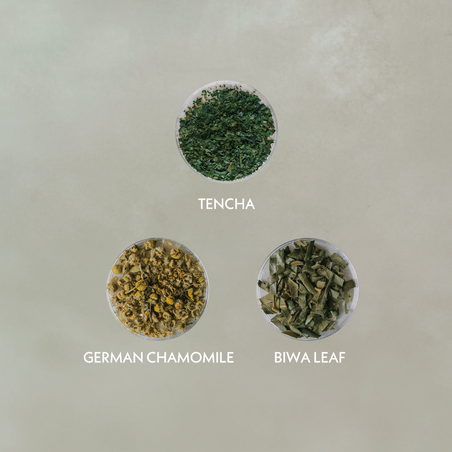 CHAMOMILE BIWA TENCHA